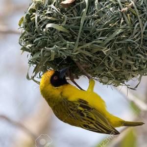 Meet your Posher, Urbain